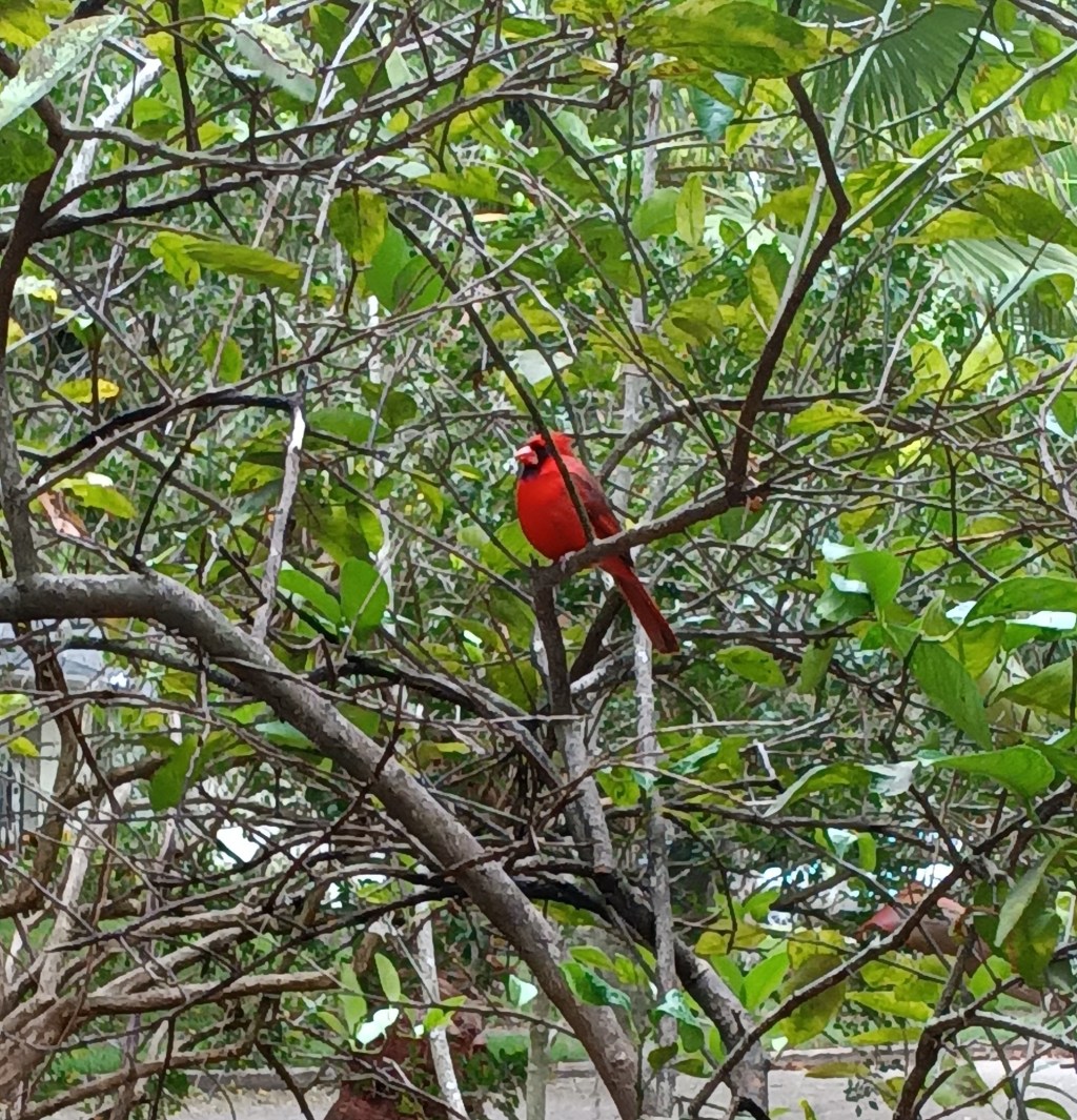 birds of a&nbsp;feather